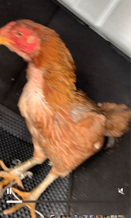 Продам пару бойцов петух и курица