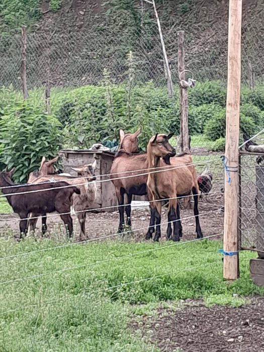 Țapi alpini francezi puri singe