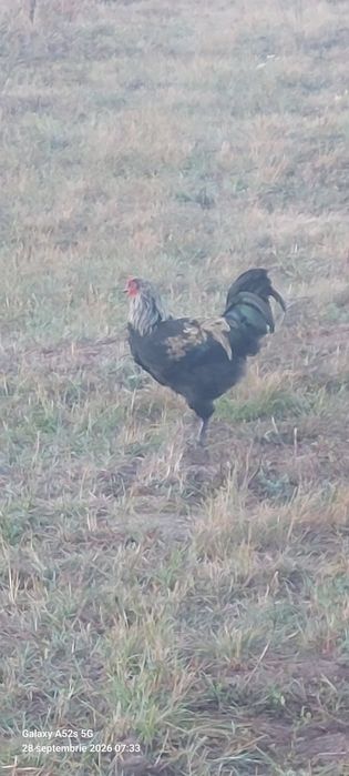 1Cucos  australop +2:metis
