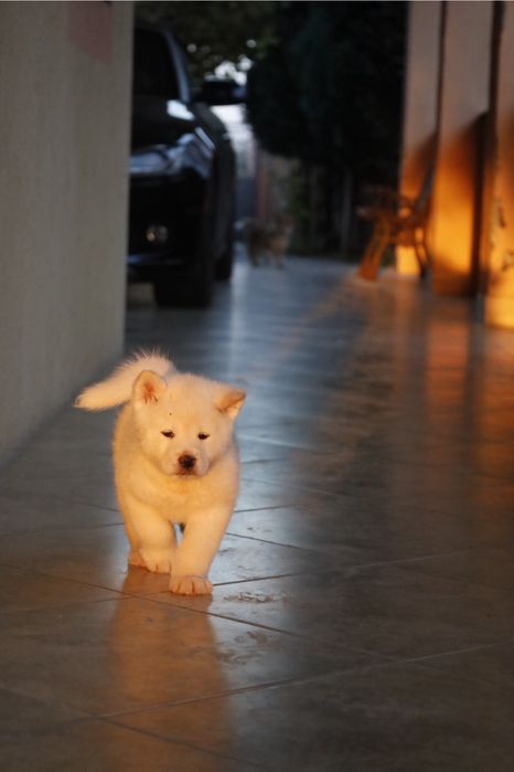 Pui de akita cauta o casuta noua