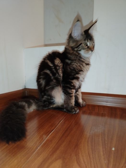 Fetița, rasa pura Maine Coon