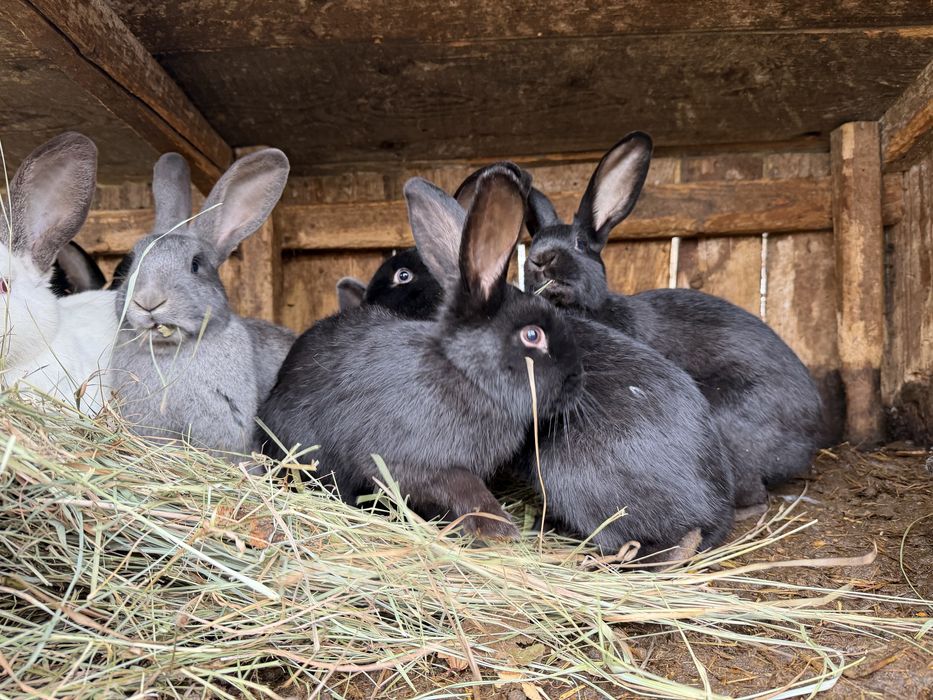 Vand iepuri si iepuroaie cu pui