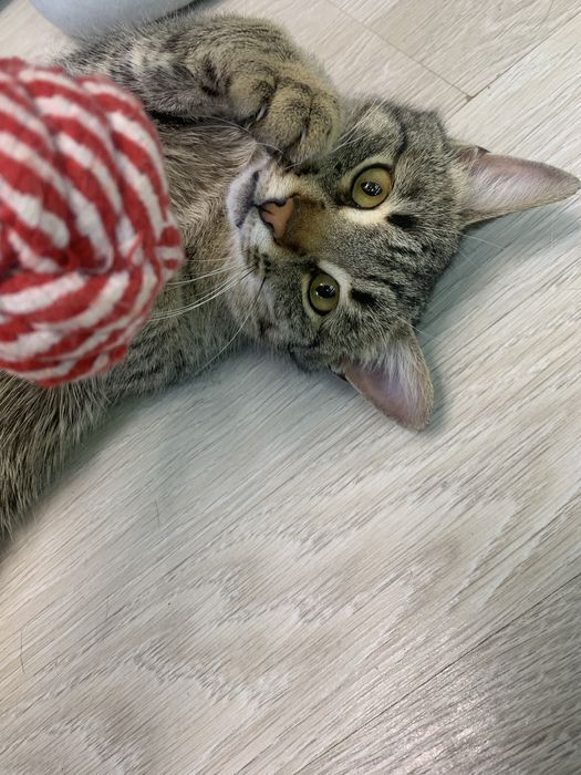 Котик в добрые руки