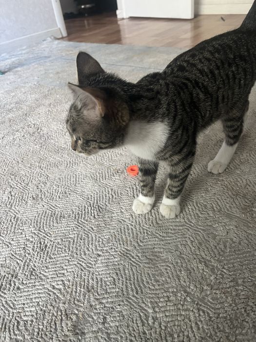 Отдам в хорошие руки котенка