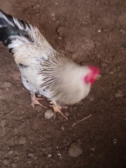 Продаю молодых петухов