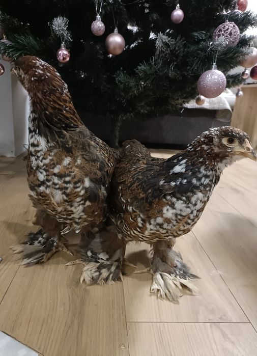 Pui Brahma Splash , Portelan