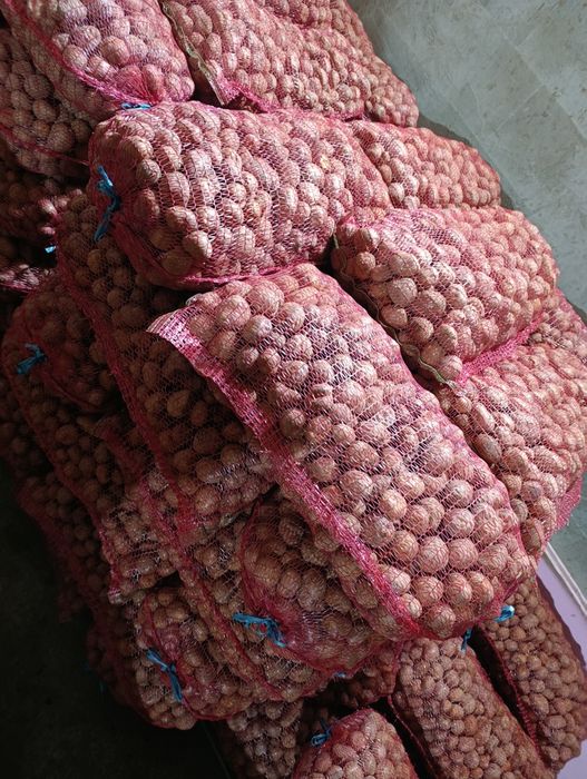 Cartofi samanta bellarosa