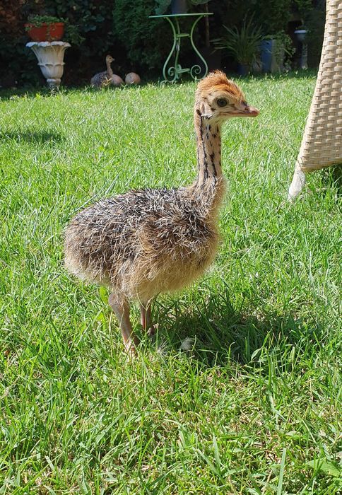 Vând pui de struți