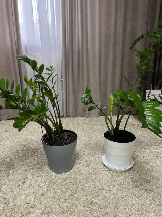 Комнатные растения