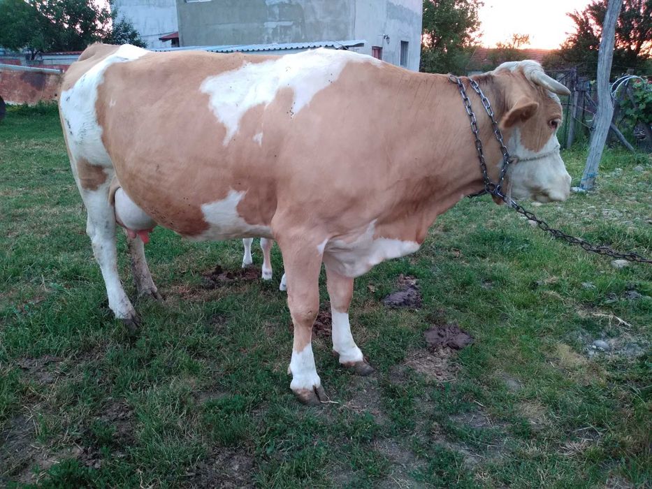 Vand vaca baltata, 7 ani, 20l lapte