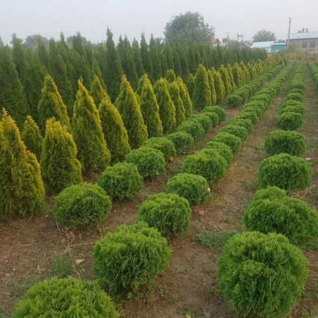 Питомник декоративных растений. Более 2000 видов земной флоры.