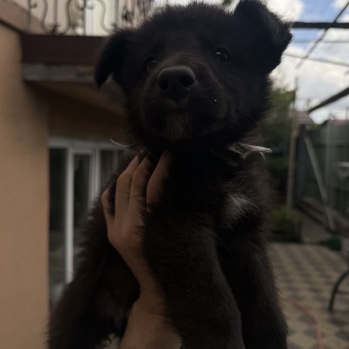 Щенки овчарка, месяц от роду