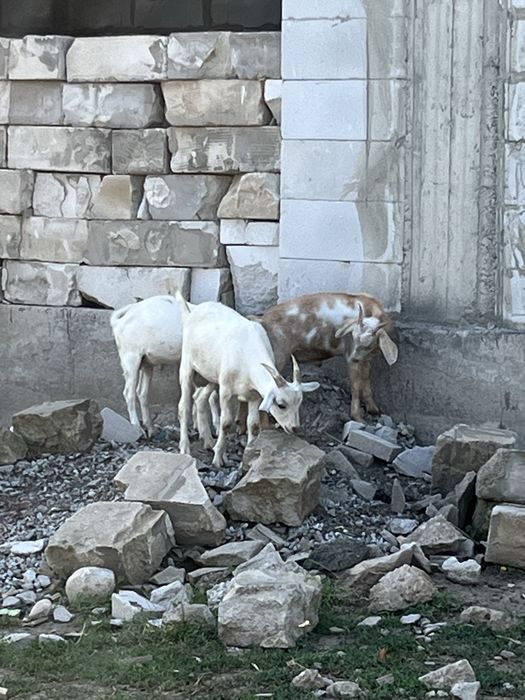 Продам козлят козлы нубийские