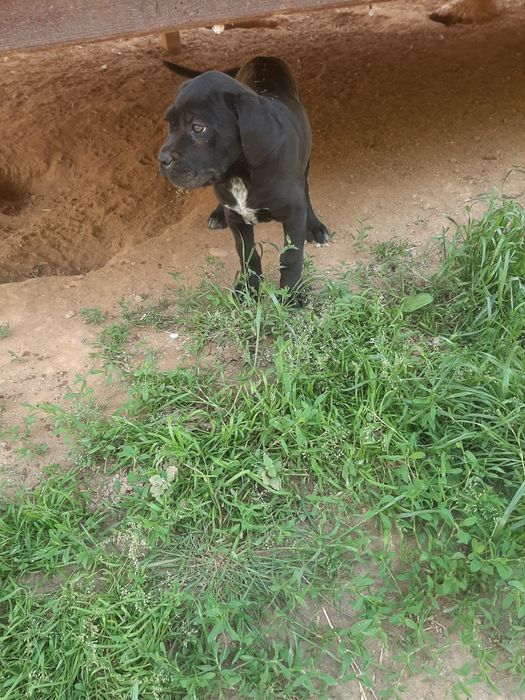 Femela cane corso neagra