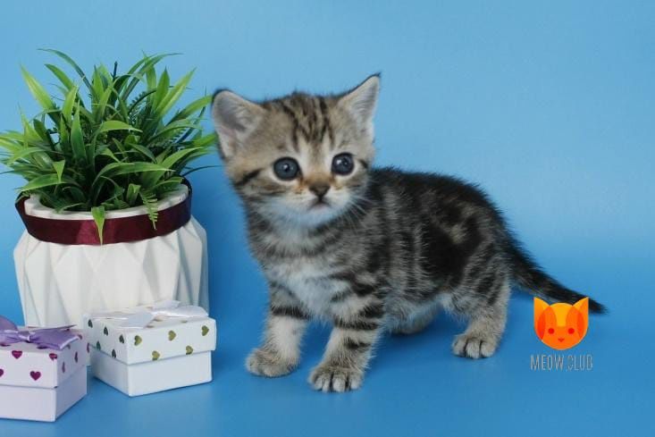 Скотиш страй  1 месяц 2 недели.
