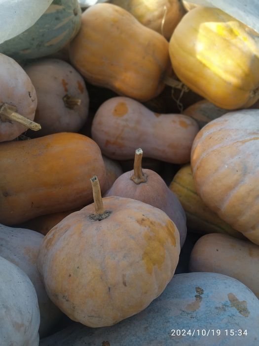 Qovoqlar optom narxlarda