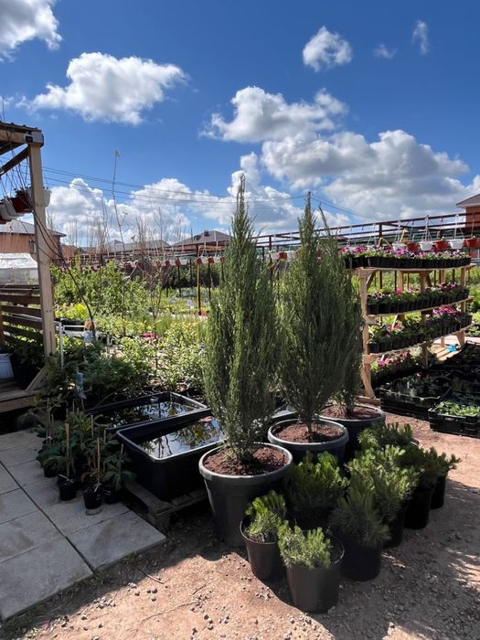 Широкий ассортимент расстений г Астана