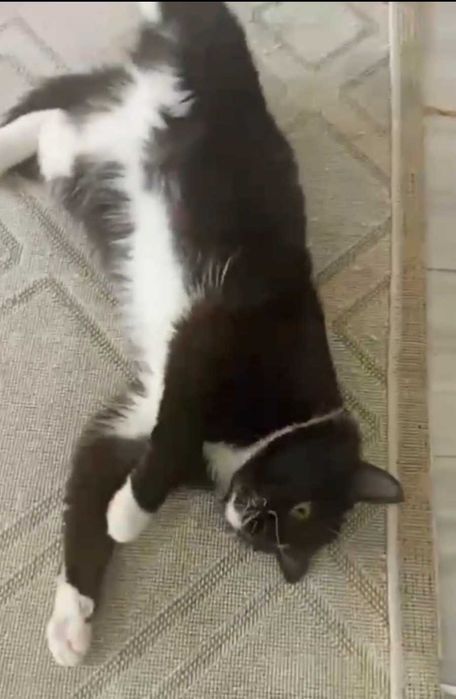 Умный котик ищет дом