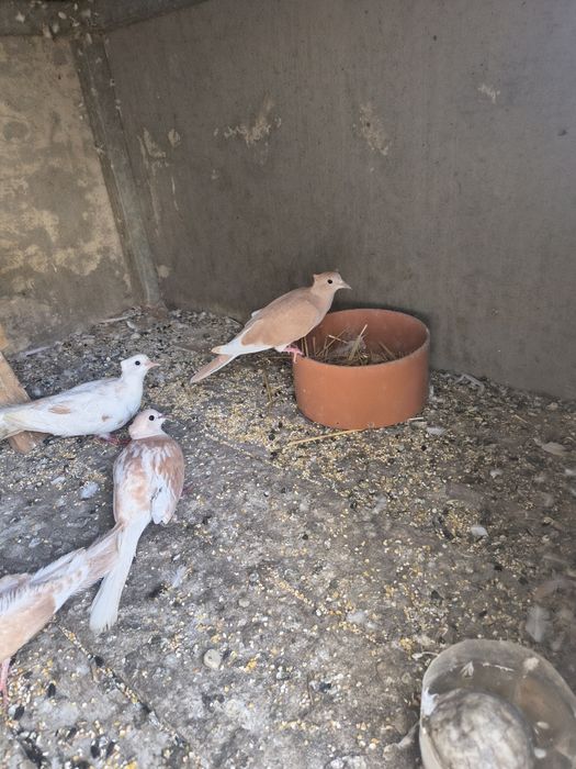 De vânzare turturele răzătoare