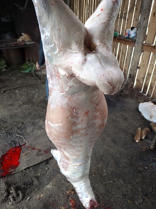 Продам жирных овечек.