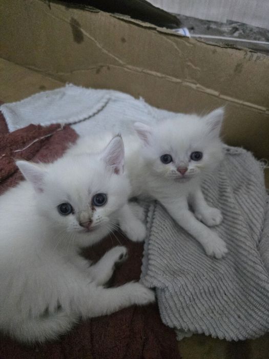 Котята  британский