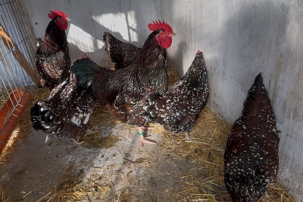 Oua incubat Sussex / Susex  portelan