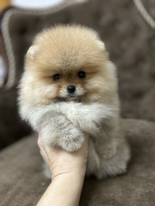 Померанский шпиц