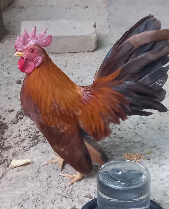Serama tovuq va xo'rozi sotiladi.