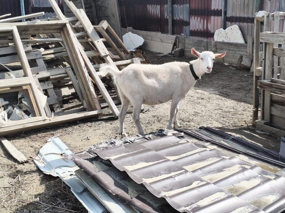 Сүтті ешкі тұқымынды шыбыштар сатылады