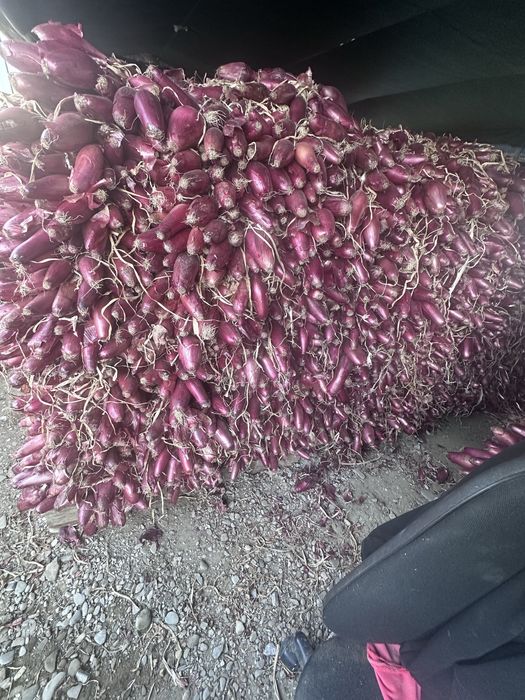 Vand Ceapa rosie de apa Buzau