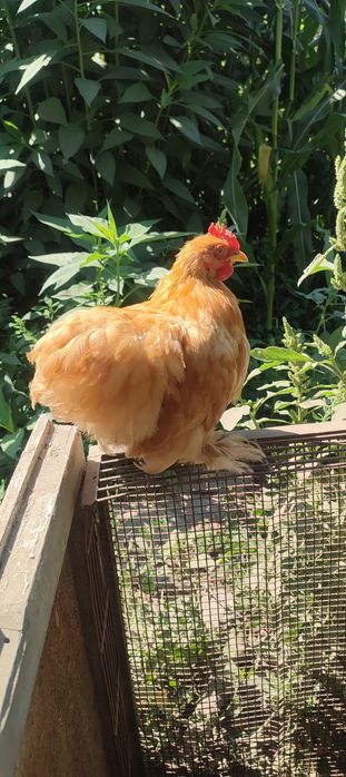 Продам петушков в кокинхины недорого