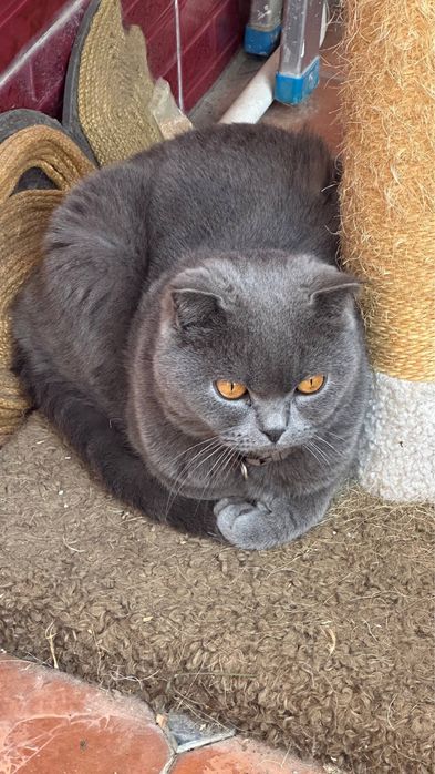 Отдам кота в добрые руки