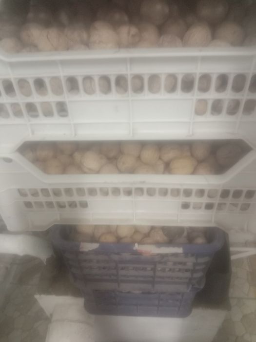 Грецкие орехи, домашние