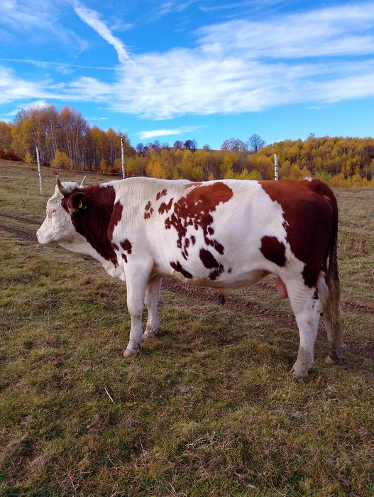 De vânzare un taur de 2 ani jumate