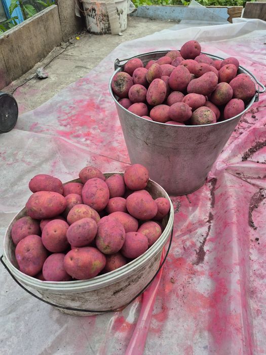 Продам семяной картофель