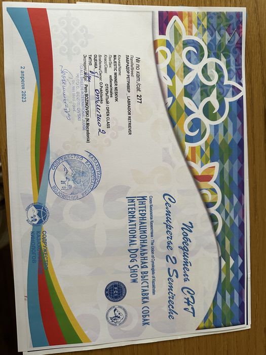 Вязка кобель лабрадор ретривер