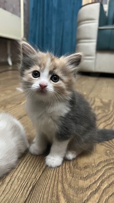 Продаются котята скоттиш страйт