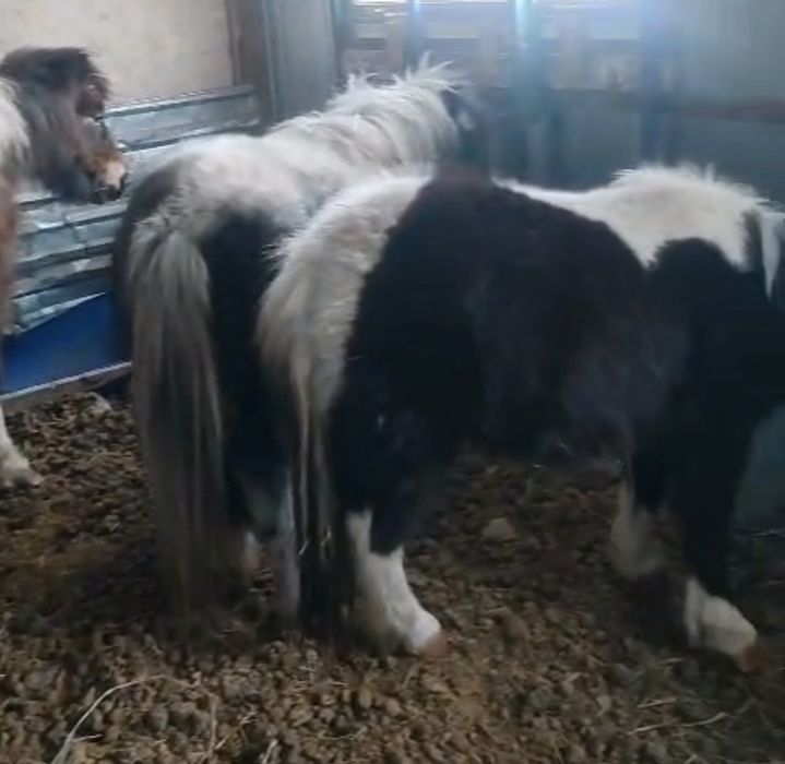 Продам пони и жеребца