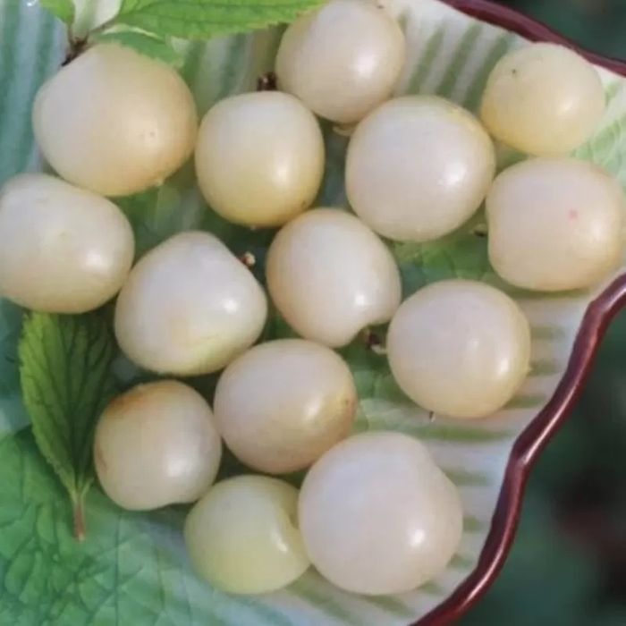 Китайска бяла Вишна (Бяла Нинджа)