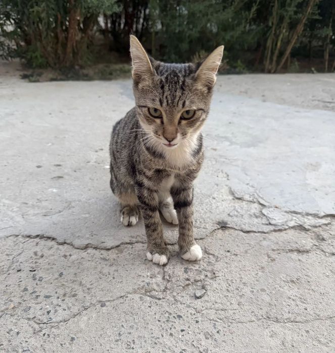 Не просто котёнок — маленький  друг  на всю жизнь