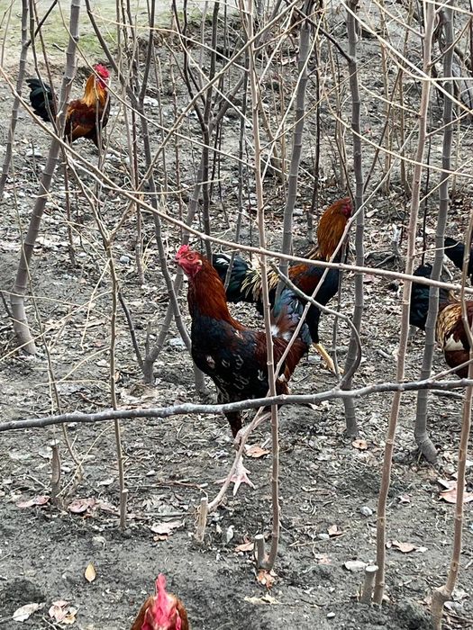 Dakan xo'roz sotiladi. Uyda boqilgan. 1 yosh