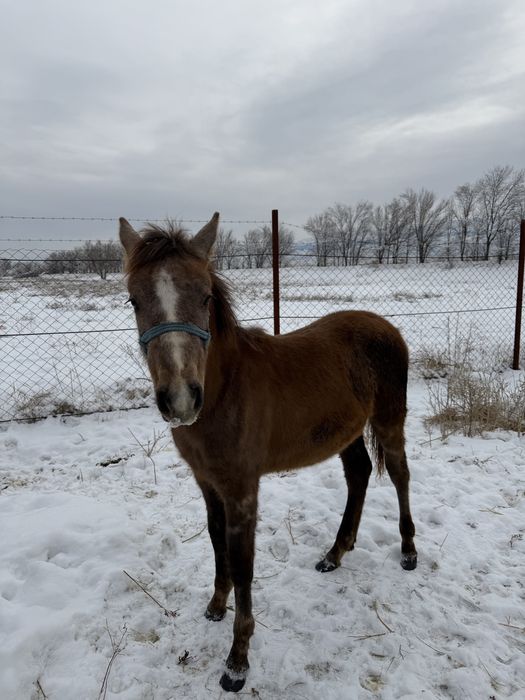 Жабағы, жабагы , тай