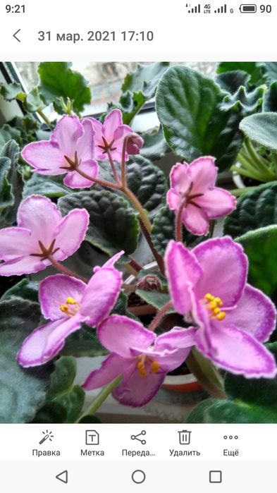 Сортовая сенполия/фиалка Hallo's Aglitter.