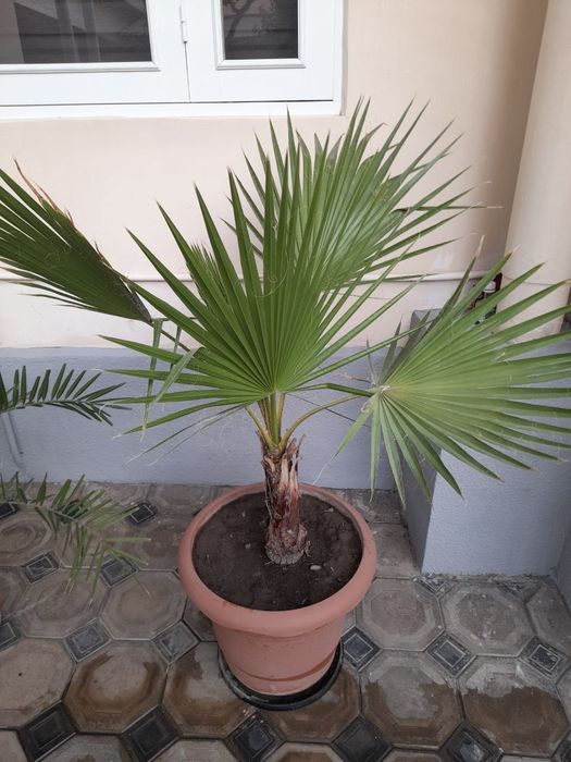 Gul sotiladi katta chiroyli