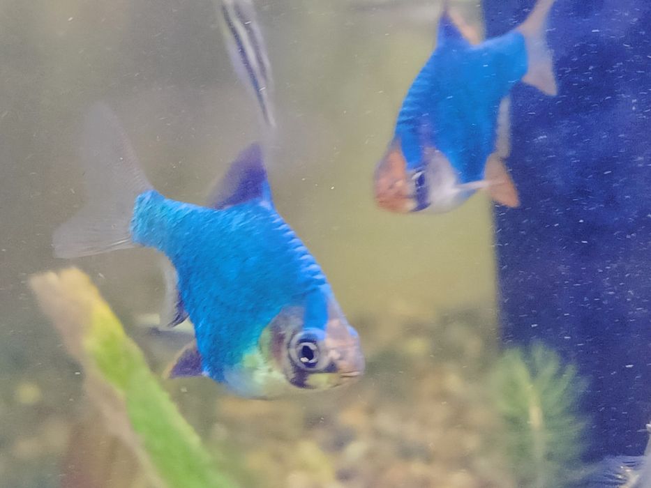 Рыбка Барбус мшистый