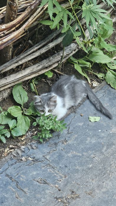 котята крысыловы
