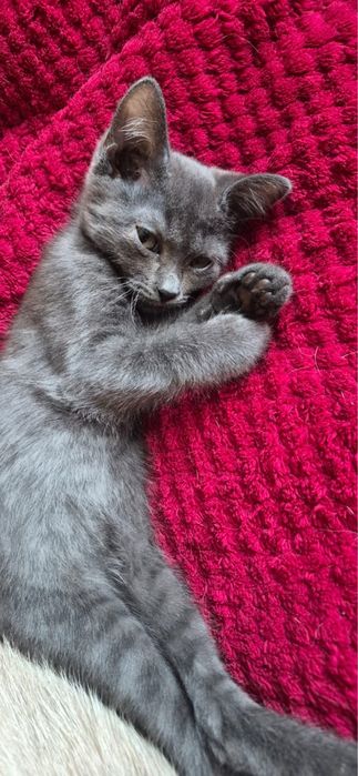 Котенок девочка.