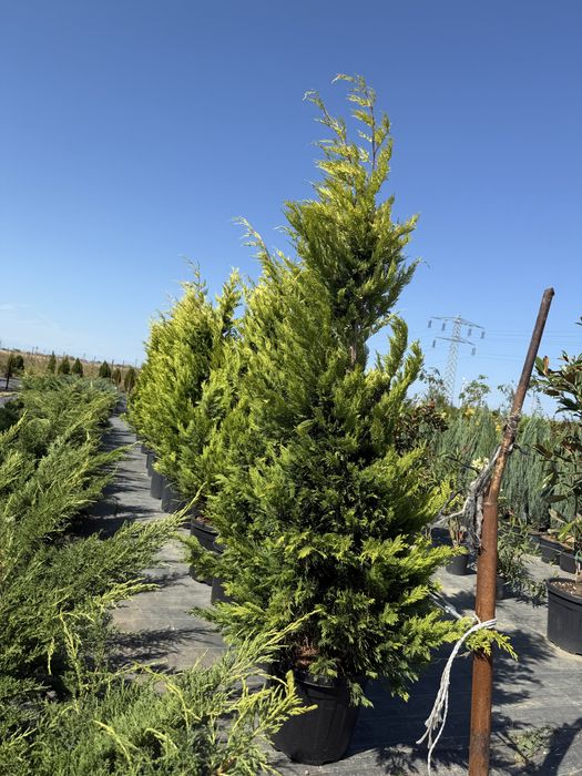 Plante pentru exterior