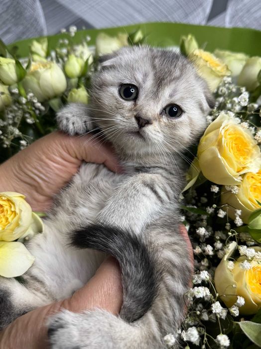 вислоушки мальчики