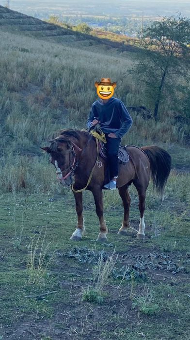 Продам лошадь...